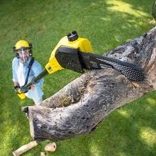 Best Tree Disease Treatment  in Westminster, CO